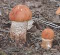 Leccinum_populinum_ab9479