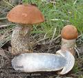 Leccinum_populinum_ab9499