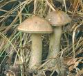 Leccinum_pulchrum_ac7584