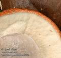 Leccinum_quercinum_ac8392