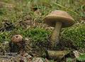 Leccinum_scabrum_a447