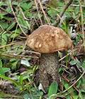 Leccinum_scabrum_bs8951