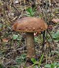 Leccinum_scabrum_bs8952