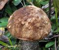 Leccinum_scabrum_bs8955