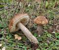 Leccinum_scabrum_bs8969