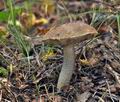 Leccinum_scabrum_jd3094