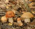 Leccinum_versipelle_a5975