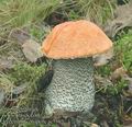 Leccinum_versipelle_ac7592