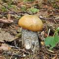 Leccinum_versipelle_bk9949