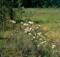 Ledum_palustre_4135