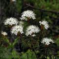 Ledum_palustre_ak5212