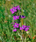 Legousia_speculum-veneris_ae5486