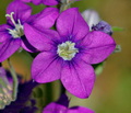 Legousia_speculum-veneris_ae5494