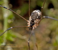 Leiobunum_rupestre_cr9979s