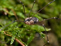 Leiobunum_rupestre_cs0001s