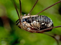 Leiobunum_rupestre_cs0009s