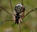 Leiobunum_rupestre_cs0018s