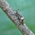 Leiopus_nebulosus_al5562