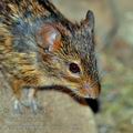 Lemniscomys_striatus_be1831