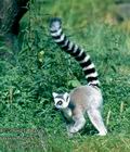 Lemur_catta