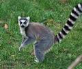 Lemur_catta_be1415