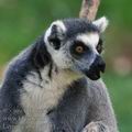 Lemur_catta_be1434