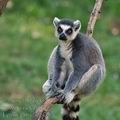 Lemur_catta_be1435