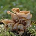 Lentinellus_cochleatus_af8287