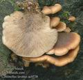 Lentinellus_ursinus_ac0738