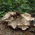 Lentinus_cyathiformis_ab3594