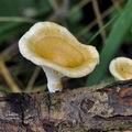 Lentinus_suavissimus_bk7147