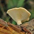 Lentinus_suavissimus_bk7158