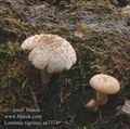 Lentinus_tigrinus_aa7374