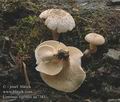 Lentinus_tigrinus_aa7381