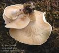 Lentinus_tigrinus_aa7384