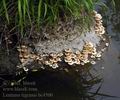 Lentinus_tigrinus_bc4500