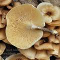 Lentinus_tigrinus_bc4508