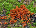 Leocarpus_fragilis_bv0884