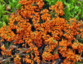 Leocarpus_fragilis_bv0890