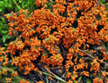 Leocarpus_fragilis_bv0892