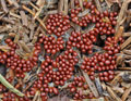 Leocarpus_fragilis_ce1019