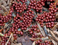 Leocarpus_fragilis_ce1023s