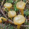 Leotia_lubrica_aj3339