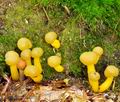 Leotia_lubrica_bi0306