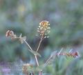 Lepidium_perfoliatum_ah1456