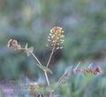 Lepidium_perfoliatum_ah1456