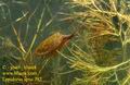 Lepidurus_apus_382
