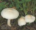 Lepiota_alba_ac7253