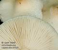 Lepiota_alba_ac7259