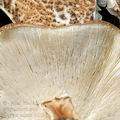 Lepiota_aspera_bi5539